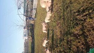 Vând purcei rasa Pietran - imagine 3