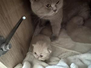 pui british shorthair lilac - imagine 2