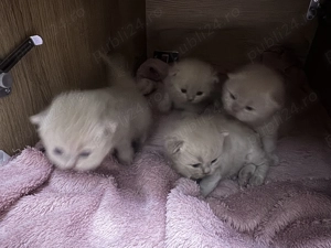 pui british shorthair lilac