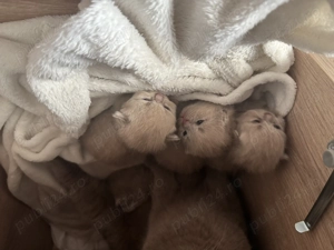 pui british shorthair lilac - imagine 3