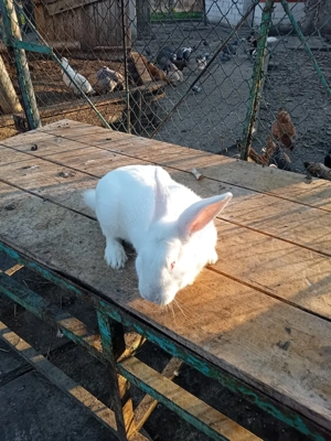 Vand iepuroi panon - imagine 3