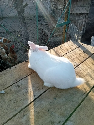 Vand iepuroi panon - imagine 2