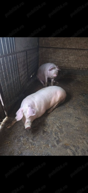 Porci de vânzare  - imagine 2