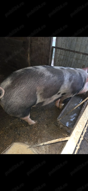 Porci de vânzare  - imagine 4