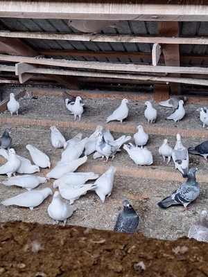 Vând porumbei voiajori - imagine 3