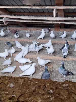 Vând porumbei voiajori - imagine 4