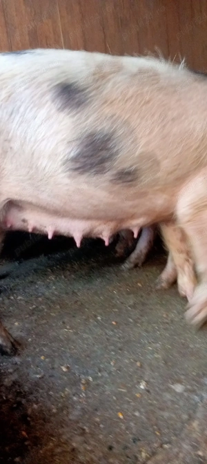 vand scroafe  a fata - imagine 2