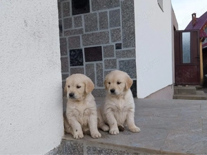 Golden retriver - imagine 3