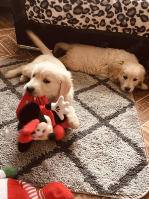 Golden retriver - imagine 4