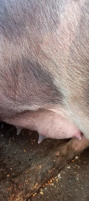 vand croafe gestante 