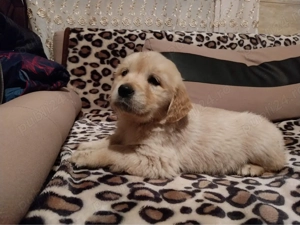 Golden retriver - imagine 2