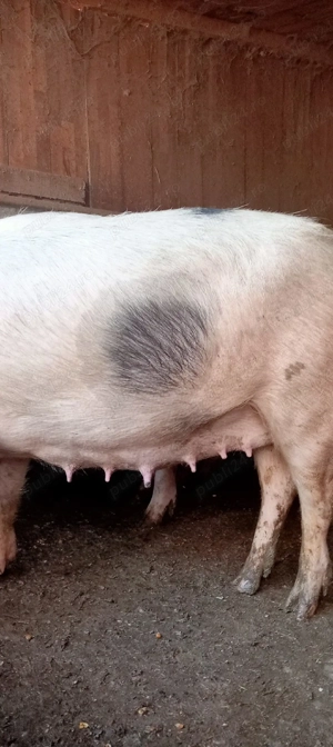 vand scroafe  a fata - imagine 4