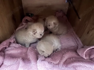 Puisori british shorthair lilac - imagine 4