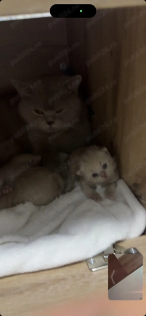 Puisori british shorthair lilac - imagine 5