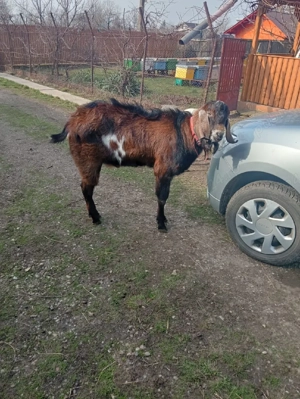 tap anglo-nubian - imagine 5