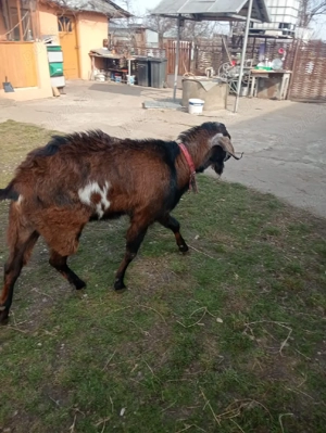 tap anglo-nubian - imagine 4