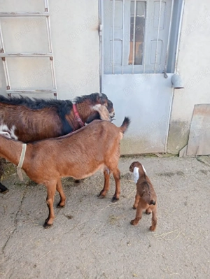 tap anglo-nubian - imagine 3