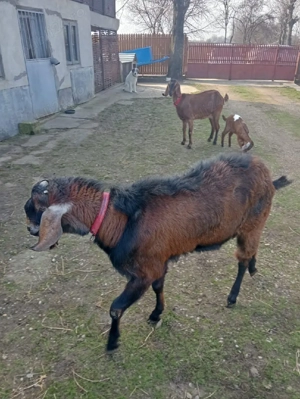 tap anglo-nubian - imagine 2