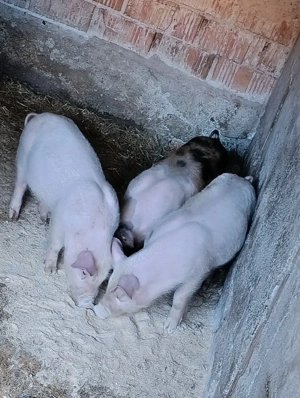 purcei de vânzare 10 săptămâni 