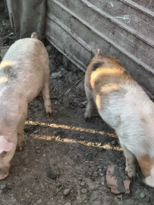 de mai multe categori  - imagine 2