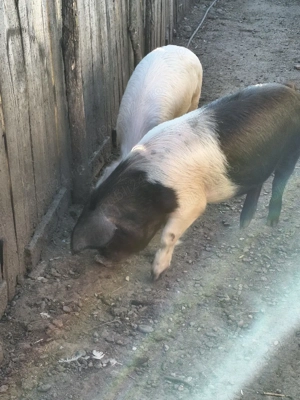 de mai multe categori  - imagine 3