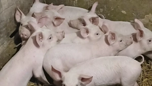 purcei 8-9 saptamani  - imagine 4