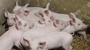 purcei 8-9 saptamani 