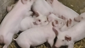 purcei 8-9 saptamani  - imagine 3