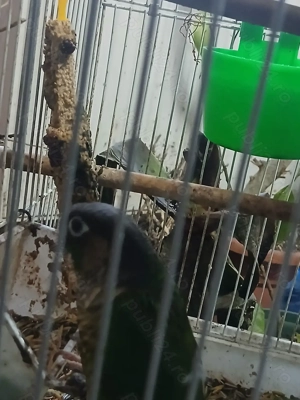 Papagali Pyrrhura Molinae obișnuit cu oamenii (mascul) - imagine 2