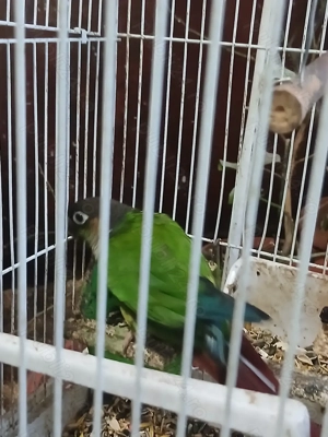 Papagali Pyrrhura Molinae obișnuit cu oamenii (mascul)