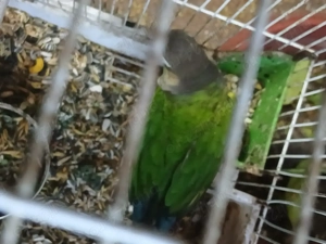 Papagali Pyrrhura Molinae obișnuit cu oamenii (mascul) - imagine 3