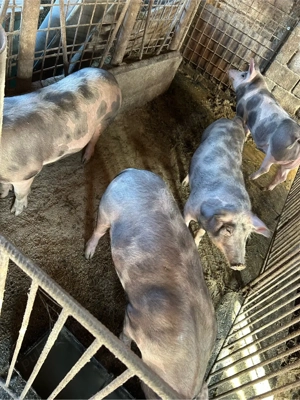 porci pietrain - imagine 2