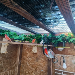 Vand canari. - imagine 2