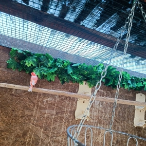 Vand canari. - imagine 3