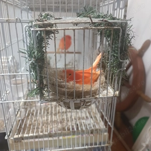 Vand canari. - imagine 4