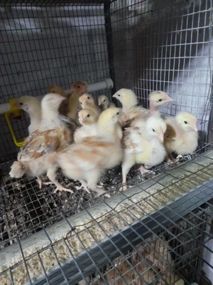 vand pui de acasa - imagine 8