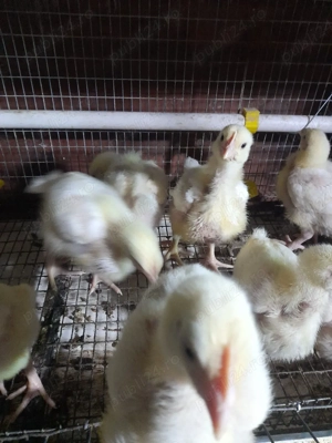 vand pui de acasa - imagine 2