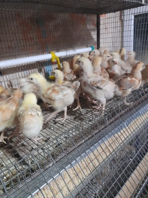 vand pui de acasa - imagine 7