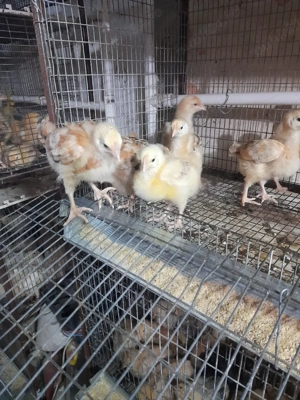 vand pui de acasa - imagine 3