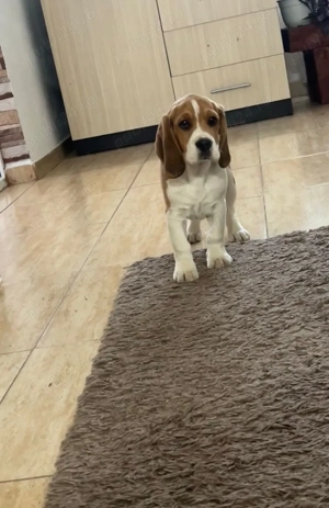  Cățel Beagle își caută familie iubitoare  - imagine 3