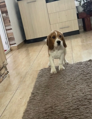  Cățel Beagle își caută familie iubitoare  - imagine 2