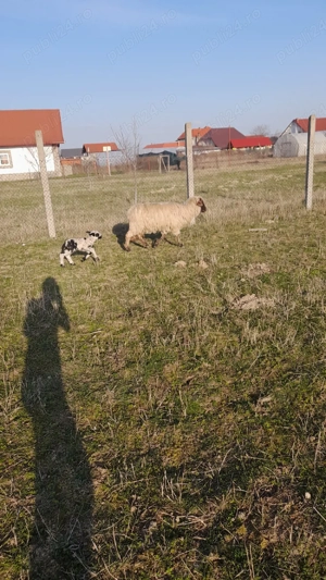 De vânzare oaie țurcană cu miel