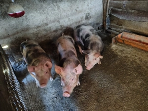 Porci de vânzare  - imagine 4