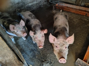 Porci de vânzare  - imagine 2