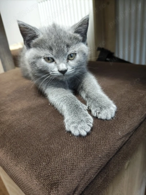 pui British Shorthair - fetiță (Craiova) - imagine 2