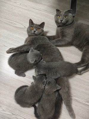 pui British Shorthair - fetiță (Craiova) - imagine 3