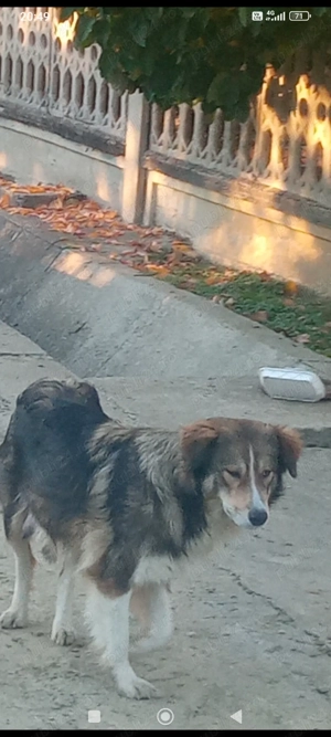 Donez cățeluși ciobănesc Carpatin  - imagine 5