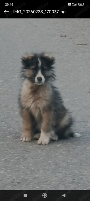 Donez cățeluși ciobănesc Carpatin 