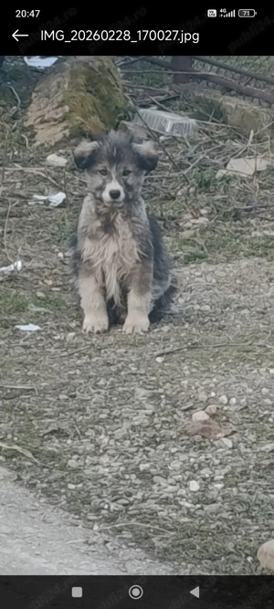 Donez cățeluși ciobănesc Carpatin  - imagine 2