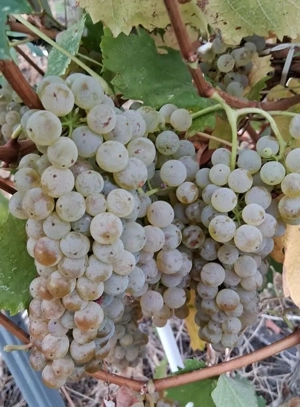 butasi de vita de vie de anul 2 și de anul 3